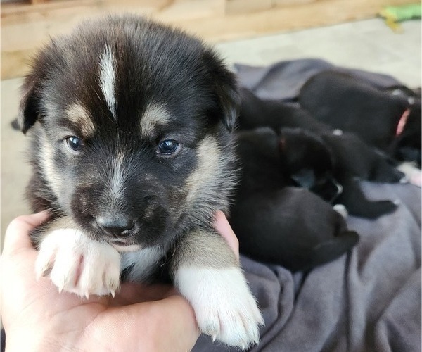 Medium Photo #3 German Shepherd Dog-Siberian Husky Mix Puppy For Sale in FREDERICKSBURG, VA, USA