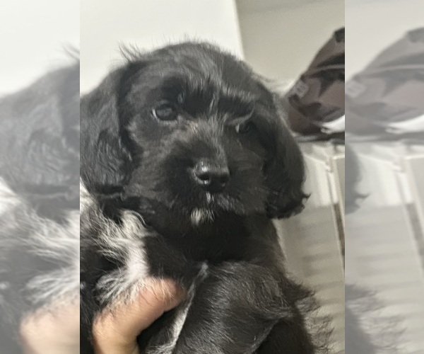 Medium Photo #2 Cock-A-Poo-Jack Russell Terrier Mix Puppy For Sale in EAST ORANGE, NJ, USA