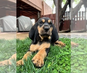 Bloodhound Puppy for Sale in TUCSON, Arizona USA