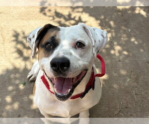 Mutt Dogs for adoption in Tulsa, OK, USA