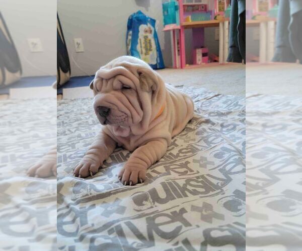 Medium Photo #4 Chinese Shar-Pei Puppy For Sale in PRUNEDALE, CA, USA