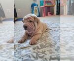 Small Photo #4 Chinese Shar-Pei Puppy For Sale in PRUNEDALE, CA, USA