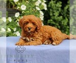 Small #2 Cavapoo