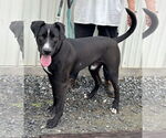 Small #6 Mutt