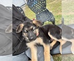 Small Photo #3 German Shepherd Dog Puppy For Sale in SUMPTER TWP, MI, USA