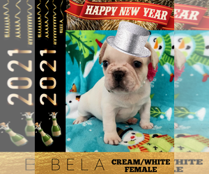 French Bulldog Puppy for sale in HEATHROW, FL, USA