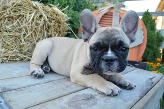 French Bulldog Puppy for sale in HONEY BROOK, PA, USA