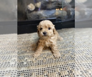 Mal-Shi-Poodle (Miniature) Mix Puppy for sale in MURFREESBORO, AR, USA