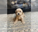 Small Photo #1 Mal-Shi-Poodle (Miniature) Mix Puppy For Sale in MURFREESBORO, AR, USA