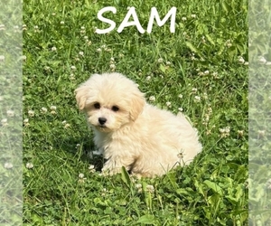 Shih-Poo Puppy for Sale in HARTLAND, Minnesota USA