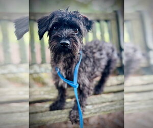 Mutt Dogs for adoption in Pacolet, SC, USA