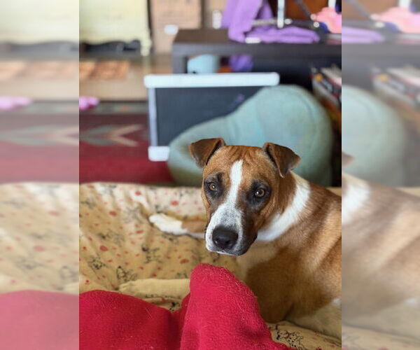 Medium Photo #2 Labrador Retriever-Unknown Mix Puppy For Sale in Chandler, AZ, USA