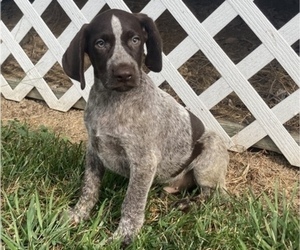 German Shorthaired Pointer Puppy for sale in MOHRSVILLE, PA, USA