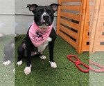 Small #6 Boxer Mix