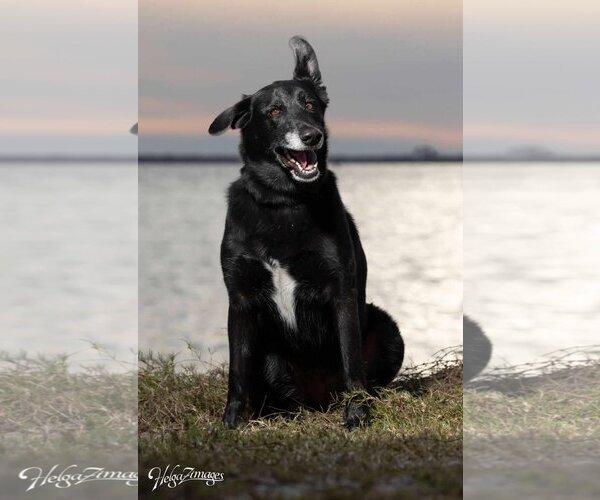 Medium Photo #5 Labrador Retriever-Unknown Mix Puppy For Sale in Tampa, FL, USA