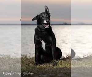 Ursa - F - Female Labrador Retriever-Unknown Mix Dog for Adoption - Photo #5