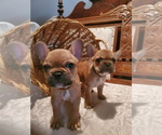 Small Photo #1 French Bulldog Puppy For Sale in COLUMBIA, OH, USA