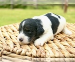 Small #8 Bernedoodle