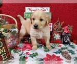 Puppy 3 Goldendoodle
