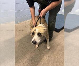 Mutt Dogs for adoption in Woodland, CA, USA