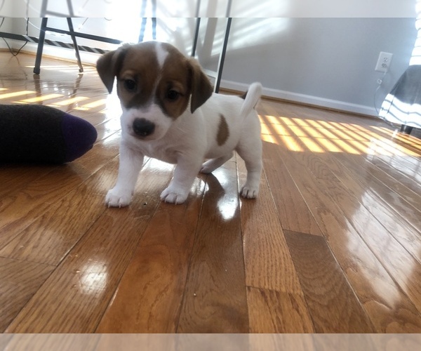 Medium Photo #3 Jack Russell Terrier Puppy For Sale in CHANTILLY, VA, USA