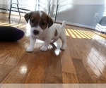 Small Photo #3 Jack Russell Terrier Puppy For Sale in CHANTILLY, VA, USA