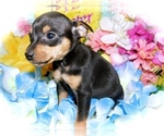 Small Photo #2 American Rat Pinscher Puppy For Sale in HAMMOND, IN, USA