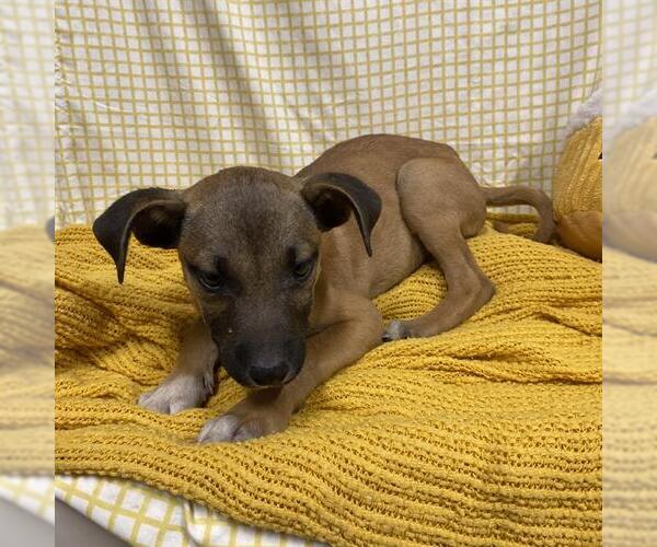 Medium Photo #1 Mutt Puppy For Sale in Modesto, CA, USA
