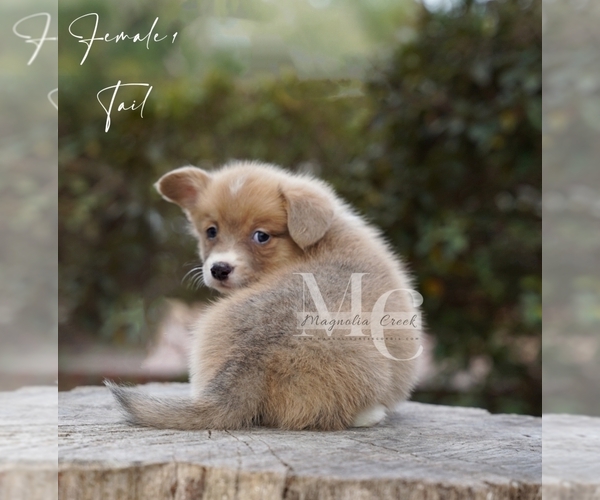 Medium Photo #4 Pembroke Welsh Corgi Puppy For Sale in FLORALA, AL, USA