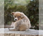 Small #3 Pembroke Welsh Corgi