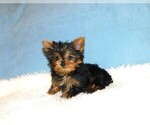 Small Photo #1 Yorkshire Terrier Puppy For Sale in WARRENSBURG, MO, USA