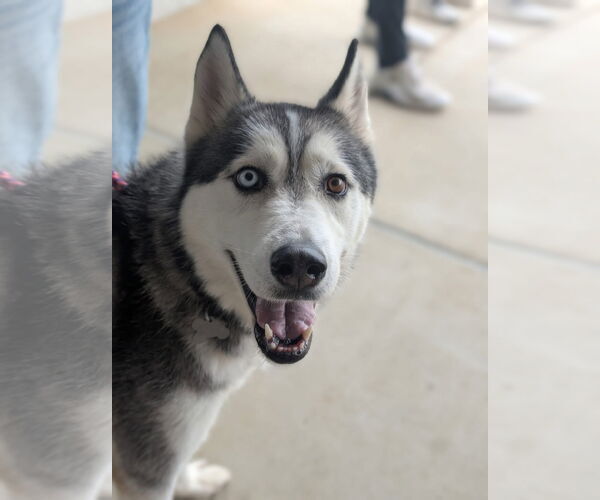 Medium Photo #1 Alaskan Malamute Puppy For Sale in Holly Springs, NC, USA