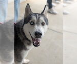 Small Alaskan Malamute