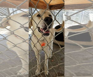 Great Pyrenees-Unknown Mix Dogs for adoption in Hamilton, MT, USA