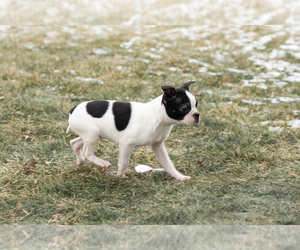 Boston Terrier Puppy for sale in MILFORD, IN, USA