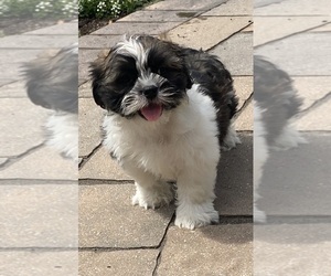 Shih Apso Puppy for sale in CANOGA, NY, USA