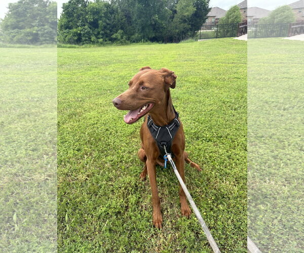 Medium Photo #2 Mutt Puppy For Sale in McKinney, TX, USA