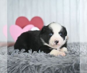 Miniature Australian Shepherd Puppy for sale in REBERSBURG, PA, USA