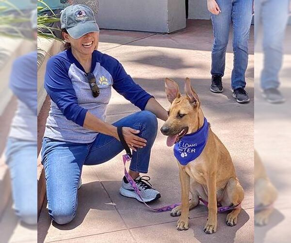 Medium Photo #3 German Shepherd Dog-Unknown Mix Puppy For Sale in San Diego, CA, USA