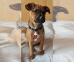 Small Photo #10 Black Mouth Cur-Unknown Mix Puppy For Sale in Wakefield, RI, USA