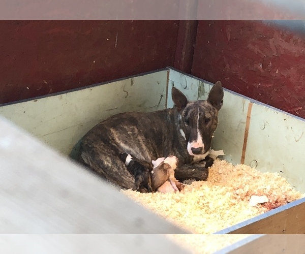 Medium Photo #1 Bull Terrier Puppy For Sale in RICHLAND, OR, USA