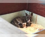 Small Photo #1 Bull Terrier Puppy For Sale in RICHLAND, OR, USA