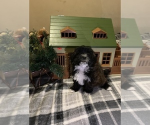 Zuchon Puppy for sale in CHICAGO, IL, USA