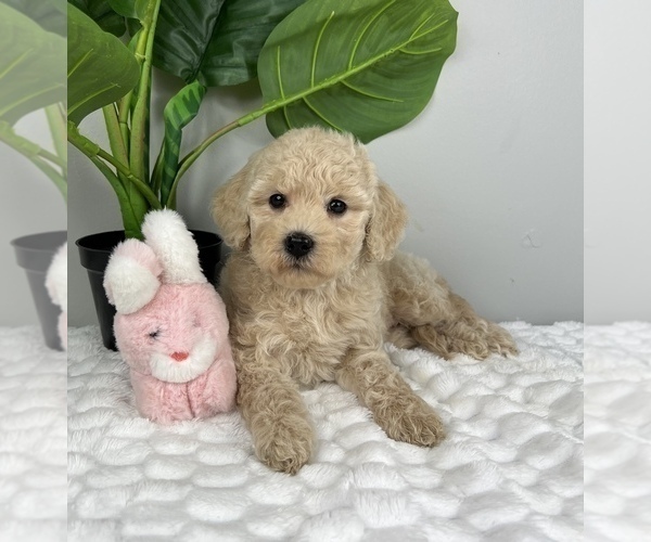 Medium Photo #1 Goldendoodle (Miniature) Puppy For Sale in FRANKLIN, IN, USA
