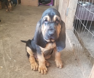 Bloodhound Puppy for sale in WALSHVILLE, IL, USA