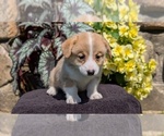 Small Photo #33 Pembroke Welsh Corgi Puppy For Sale in GOSHEN, IN, USA
