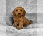 Small #3 Goldendoodle (Miniature)