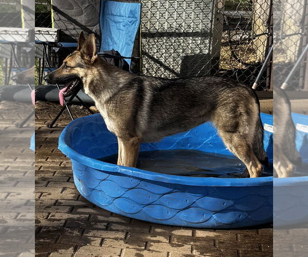 Medium Photo #7 German Shepherd Dog Puppy For Sale in Kankakee, IL, USA