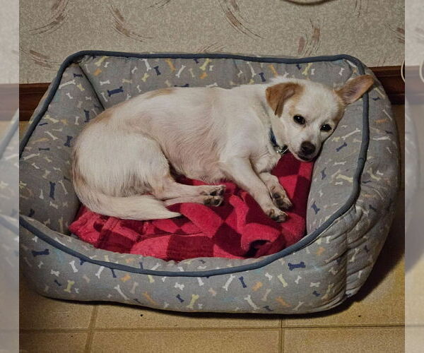 Medium Photo #2 Chihuahua-Unknown Mix Puppy For Sale in Mundelein, IL, USA