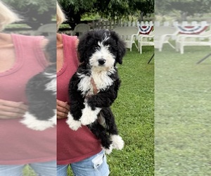 Bernedoodle Puppy for sale in SPENCER, IN, USA